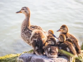 Dream About Ducks