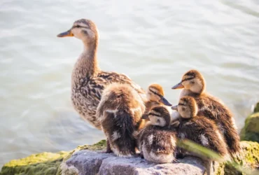 Dream About Ducks