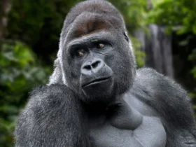 Dream About Gorilla