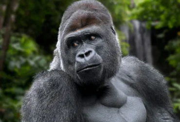 Dream About Gorilla